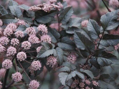 Fiori di Angelica Archangelica