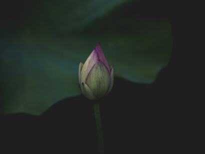 Nello stato di massimo rilassamento siamo più ricettivi a livello cerebrale