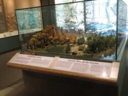Alcoa Foundation Hall of American Indians. Courtesy of Carnegie Museum of Natural History