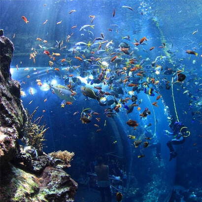 Philippine Coral Reef. Courtesy of California Academy of Sciences