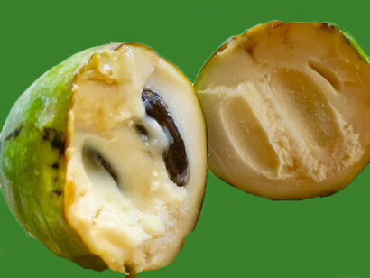 Pawpaw