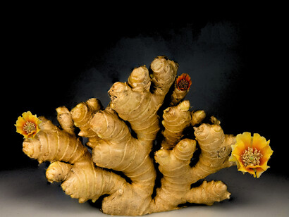 A big piece of ginger resting on a blank surface, highlighting not only the vibrance of ginger but also its rough texture and distinctive flavour profile 