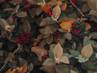 Wild foods harvesting is having a greater role in fostering local economic sustainability