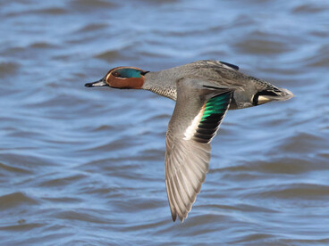A male Common Teal in flight at Crossness (c) Gehan de Silva Wijeyeratne
