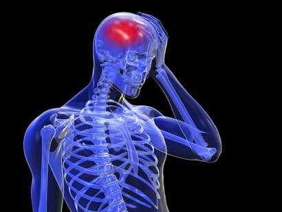 El cerebro en el cuerpo humano