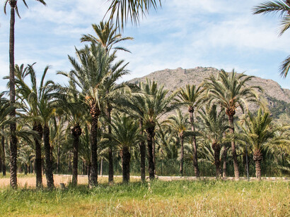 Palmeral de Orihuela, Alicante, España