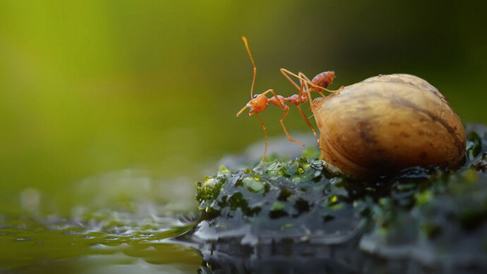 Vita e morte di una formica 