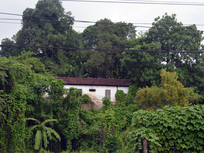 A house surrounded by the lush green trees