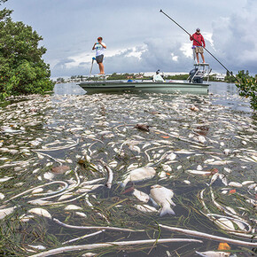 Toxic Algae. Courtesy of Florida Museum of Natural History