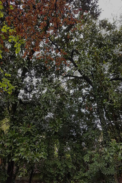Intrecci di piante in autunno al Parco Sgaravatti