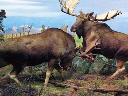 Mammals. Courtesy of American Museum of Natural History