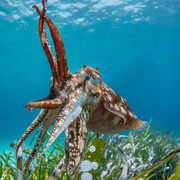Wildlife photographer of the year, artwork in exhibition. Courtesy of the Australian National Maritime Museum