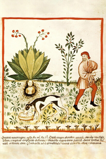 La mandragora (Tacuinum sanitatis, XIV secolo)