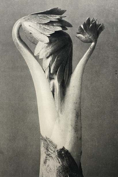 Karl Blossfeldt, Untitled, from Wunder in der natur (Miracles in nature), 1942. Copyright Estate of Karl Blossfeldt, Courtesy of Rosegallery 