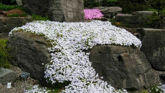El Jardín Botánico de Montreal, un lugar de gran belleza especialmente con la llegada de la primavera