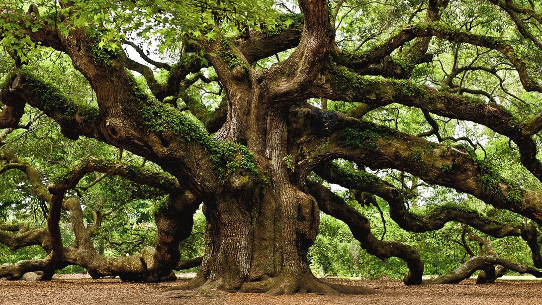 Vista de un roble centenario