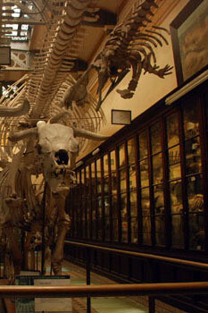 Osteología Comparada. Courtesy of Museo de La Plata