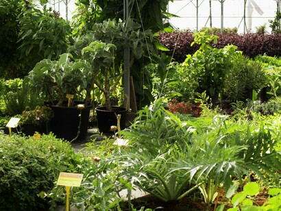 Vivero Pàmies Horticoles. Foto: Sabrina Guitart