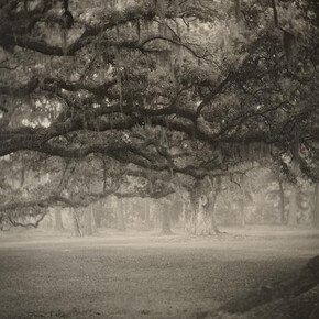Deep South, Untitled (Fontainebleau), negative, 1998; print, 2017, Sally Mann, gelatin silver print. National Gallery of Art, Washington. Promised Gift of Stephen G. Stein Employee Benefit Trust. © Sally Mann