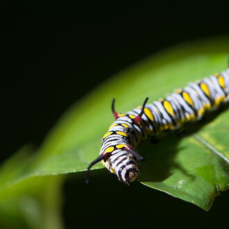 Ecogarden. Courtesy of Science Centre