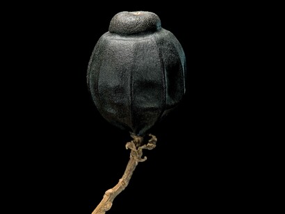 Hernandia peltata (mirobolan), Semi (5 Continents Editions), photo Paul Starosta