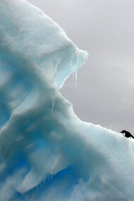 Pingüinos en el hielo