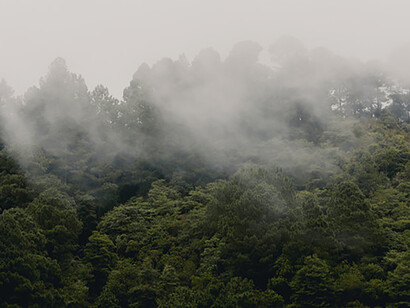 NASA scientists found that planting 500 billion trees would capture 295 gigatons of carbon to reduce atmospheric carbon by 25 percent