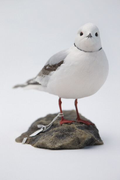 Ross’s Gull (Rhodostethia rosea), Manchester Museum © Paul Cliff