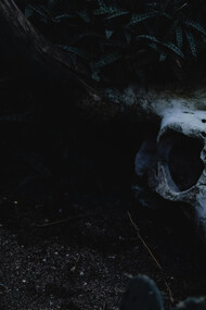 The skull of a dead animal on the desert, illuminated by moonlight