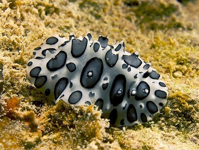 Photograph of Ceratophyllidia papilligera (Bergh, 1890), also known as the Black-spotted Nudibranch, photographed in the waters of North Haiti