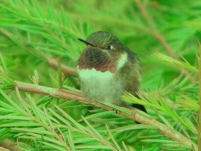 Pájaro no identificado