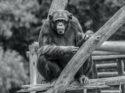 Evolution has provided animals, and therefore also humans, with all the necessary requirements to make moral judgments