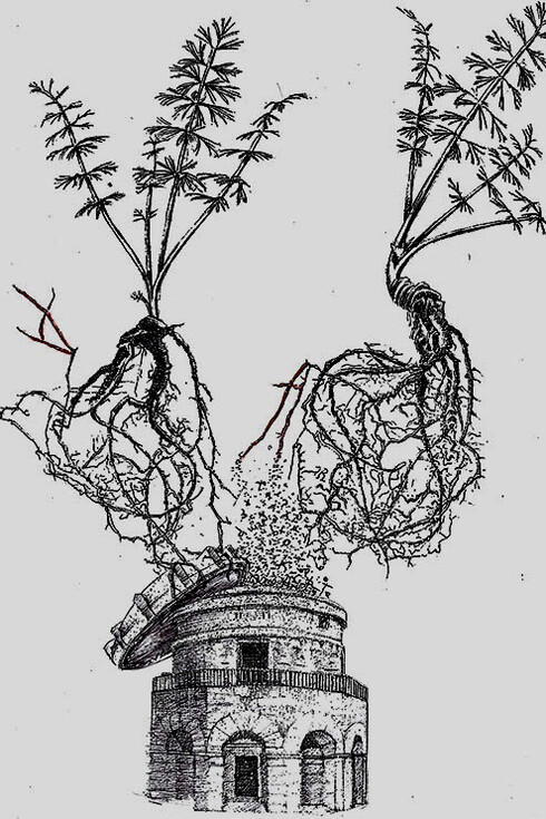 Naturalmente