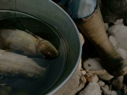 Peixes em balde