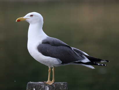 Lesser Black-backed Gulls allow close views at Kensington Gardens © Gehan de Silva Wijeyeratne