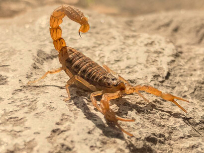 Alacrán, género de escorpiones de la familia Typhlochactidae