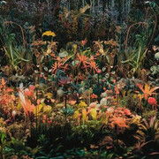 Mary Mattingly, Magnetic field (detail), 2023. Courtesy of MFA