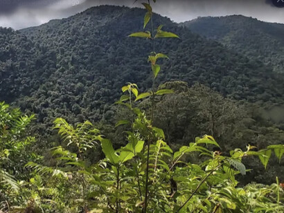 Es un parque nacional en el Área de Conservación Central de Costa Rica, ubicado en el límite de la Cordillera de Talamanca, cerca de Cartago. Tapanti Parque Nacional, Cartago, Costa Rica