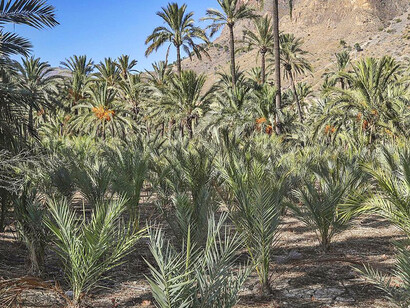 Palmeral de Orihuela, Alicante, España