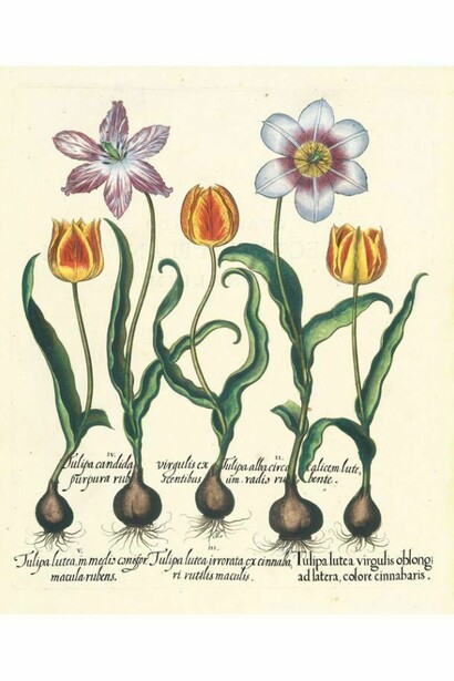 Hortus Eystettensis di Basilius Besler