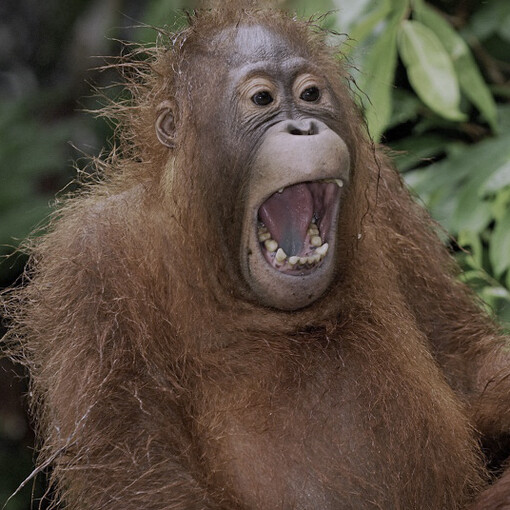 Wild animals are not that different from pets