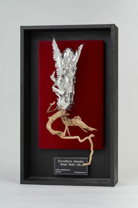 Giuseppe Matteo Pappalardo, Herbarium X032, 2024. Courtesy of BMGArt