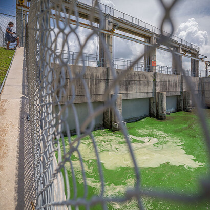 Toxic Algae. Courtesy of Florida Museum of Natural History