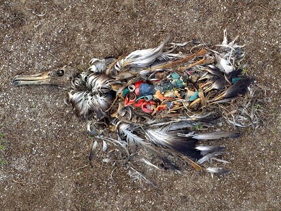 Un uccello soffocato dalla plastica
