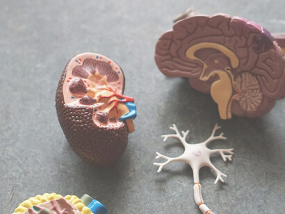 A set of educational equipment featuring brown human organs for learning purposes