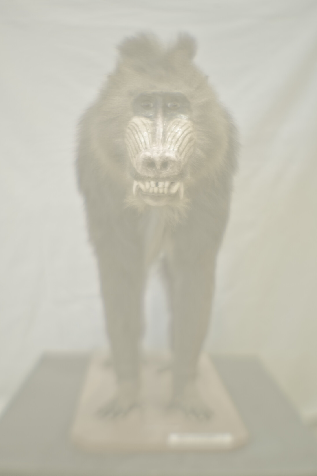 Daniel Malva, Mandrillus sphinx