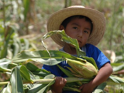 Niño mexicano trabajando en el campo