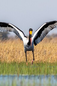 Cicogna nota come Becco a sella africano, Okavango Delta, Botswana