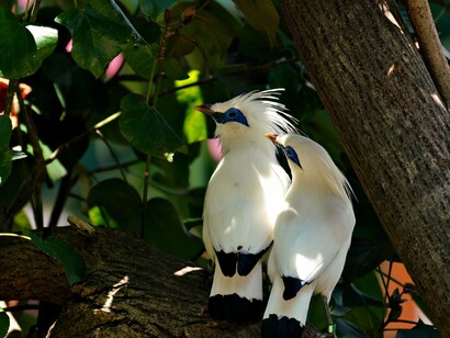 The critically endangered Bali Myna resting, symbolizing the urgent need to protect Earth's biodiversity
