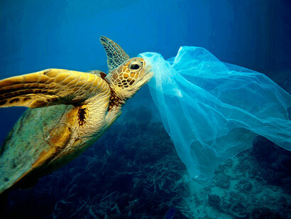 La plastica uccide la fauna marina